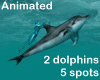 2dolphins ride 5spotsANI