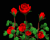 Q_Red Roses