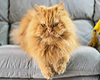 C| Persian Cat (FURN)