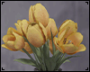 Tulips - Yellow