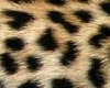 [HH] Leopard TubeTop