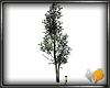 (ED1)white birch-2-AC