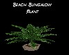 Beach Bungalow:Plant