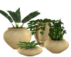 4 Plants in Gold Pots