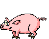Dancing pig