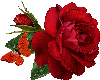 roses gif tanimated