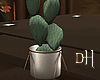DH. Home Cactus Plant