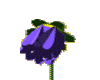 (SW)purple daisy