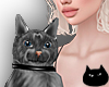 0123 Gray Tabby Cat