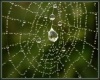 Drops of rain on web