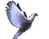 FLying Dove