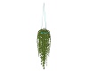 BUTTERFLY HANGING PLANT