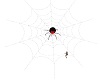 Halloween Spider 5 Anim