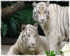Two White Tiger's
