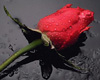 rose rain