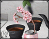Sakura Tea