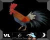 Rooster Pet