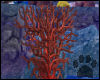 [SB]Lagoon Red Coral