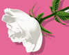 Big Rose | White