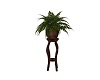 Potted fern on table
