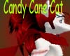 Candy Cane Cat (M)