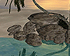 Oasis Palms/Rocks