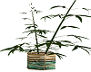 Bambo Tropical Can Plant
