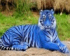 *LH* Tiger Blue Animated
