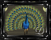 .:D:.Peacock Animated