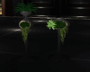 plants vip club