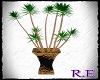 palm planter