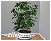 Modern Ficus Plant
