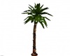 Lighted Palm  Tree