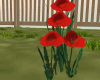 Flowers Poppy