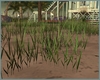 *Beach Grass