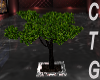 CTG YALETOWN BONSAI
