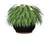 Tiger Tail Plant 2