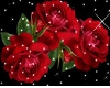 ALL about the red rose
