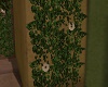 (X) PT Flowered wall Ivy