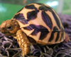 *Chee: Cute Turtle