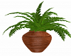 Potted Fern 3