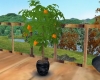  orange fruit tree