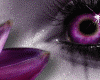 purple eye,flower