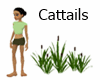 Cattails