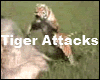 Tiger Attack Video Clip
