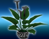 Black Lily Plant