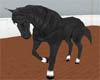 *Black/Sox Riding Horse