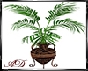 [AD] Amphora Plant