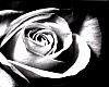 [RC]Black & White Rose!!