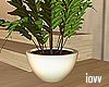 Iv"Plant